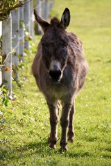 Esel Pony streicheln reiten beliebtester Ferienhof 2021 S-H SH Schleswig-Holstein Urlaub auf dem Bauernhof Friedrichskoog Büsum Kinderferienhof Dithmarschen Urlaub mit Kindern Nordseeküste Friesische Küste Nordseeurlaub Ferien am Meer Ferienwohnung Schwimmbad